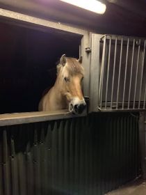 pferd3.jpg